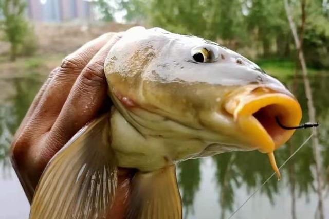 夏季釣魚用的三個餌訣竅分享_夏季釣魚技巧大全問答_夏季釣魚技巧口訣