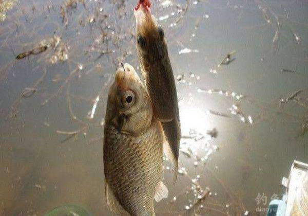 夏季釣魚技巧口訣_夏季釣魚用的三個餌訣竅分享_夏季釣魚技巧大全問答