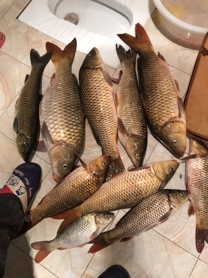 野釣鯉魚餌料配方_鯉魚配方餌料野釣怎么用_鯉魚釣餌配方完全公開