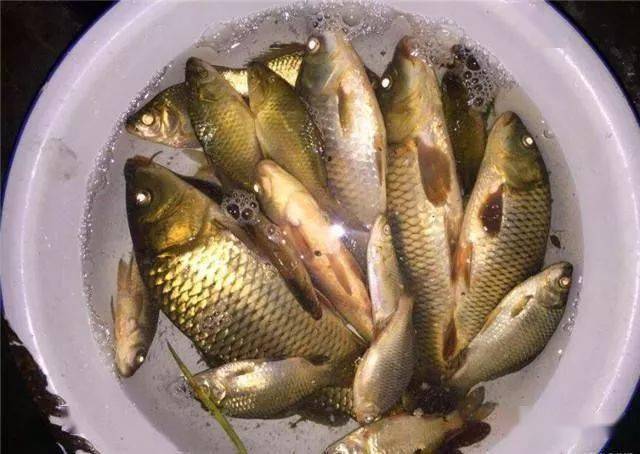 鯉魚釣餌配方完全公開_野釣鯉魚餌料配方_鯉魚配方餌料野釣怎么用