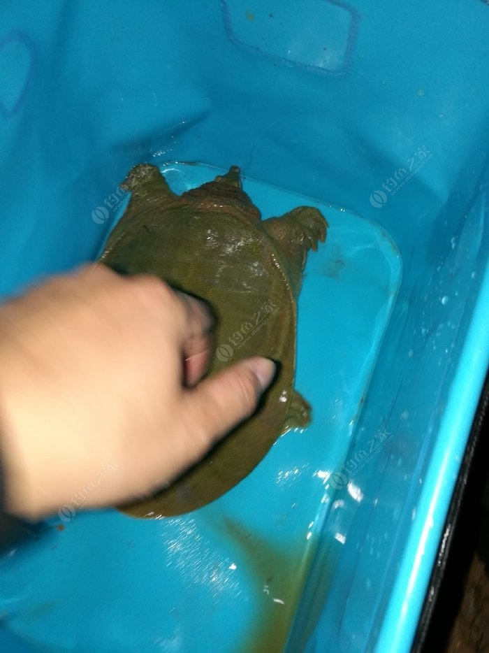 野生辨識甲魚圖片大全_野生辨識甲魚圖片高清_野生甲魚辨識圖片