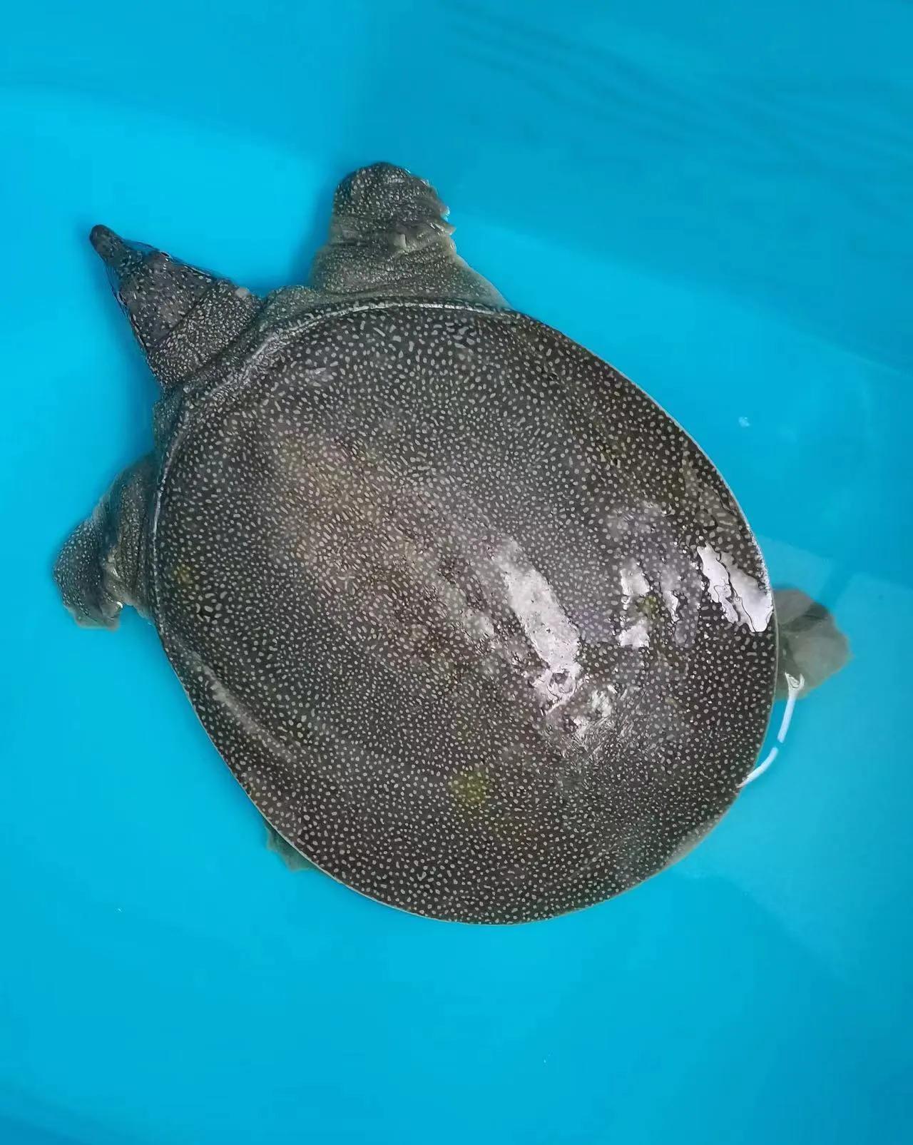 野生辨識甲魚圖片高清_野生甲魚辨識圖片_野生辨識甲魚圖片大全