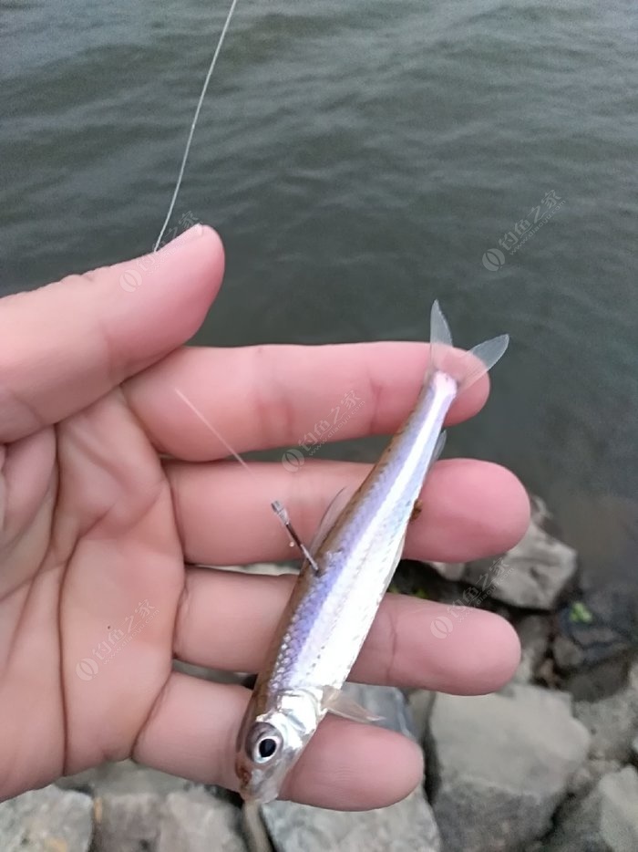 釣魚技巧海竿圖解_海竿釣魚技巧_釣魚技巧海竿圖片