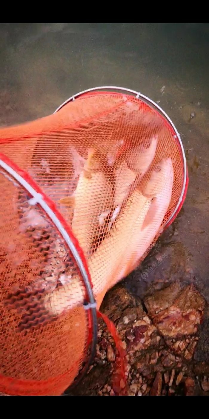 釣魚技巧海竿圖片_海竿釣魚技巧_釣魚技巧海竿圖解