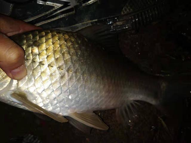 野外釣魚小視頻_釣魚視頻野外技巧教學_野外釣魚技巧視頻