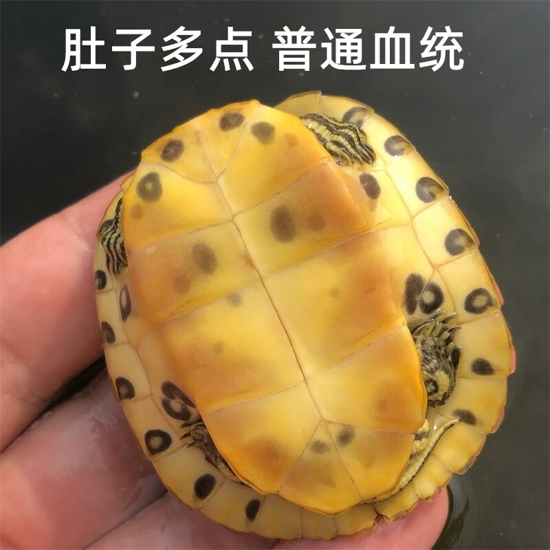 烏龜黃耳怎么養_黃耳龜怎么養_烏龜黃耳怎么養多少溫度的水