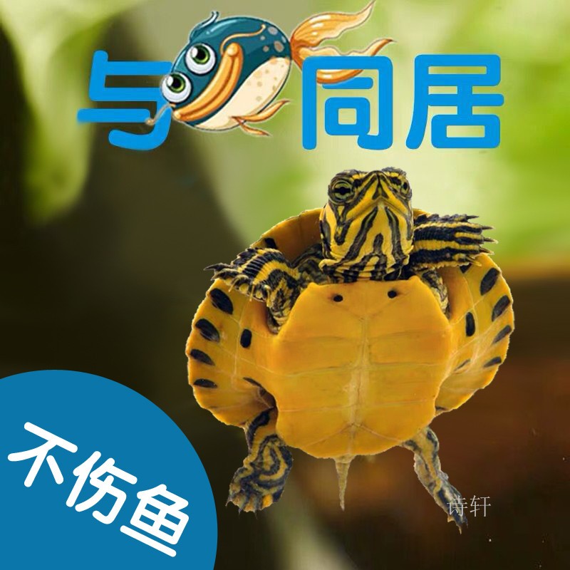 黃耳龜怎么養_烏龜黃耳怎么養_烏龜黃耳怎么養多少溫度的水