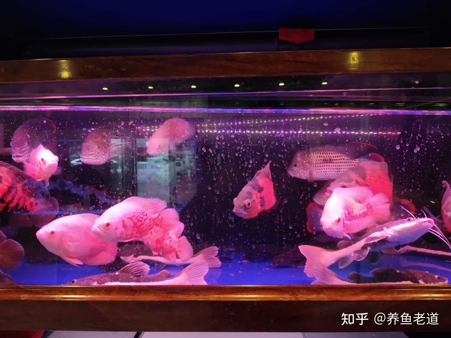 鯉魚無緣無故死亡_鯉魚大量死亡_鯉魚為什么無故死亡