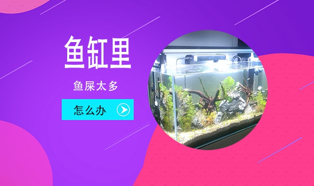 鯉魚大量死亡_鯉魚無緣無故死亡_鯉魚為什么無故死亡