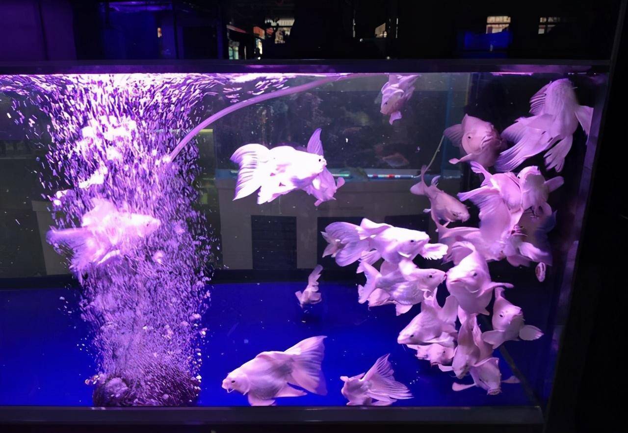 鯉魚大量死亡_鯉魚為什么無故死亡_鯉魚無緣無故死亡