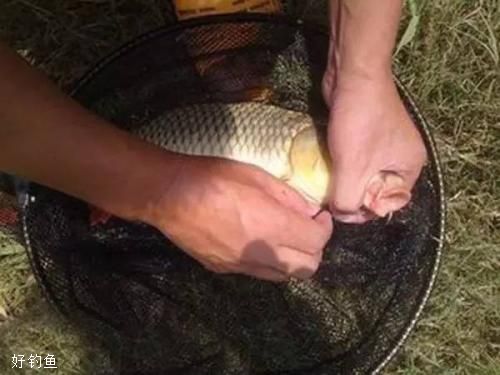 丸九釣魚餌料_丸九魚餌配方_丸九魚餌水比