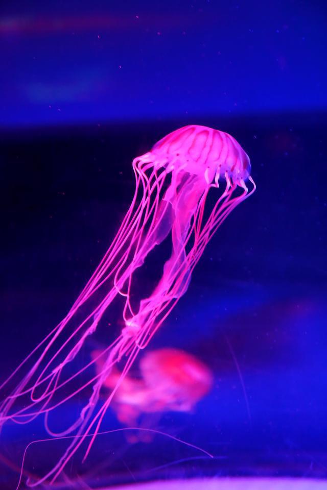 魚的圖片大全_魚大全圖片及名稱_魚大全簡筆畫圖片