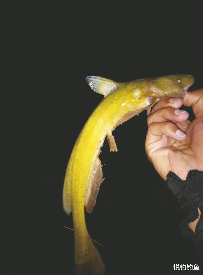 釣黃顙魚視頻_野釣黃顙魚_黃顙魚怎么釣