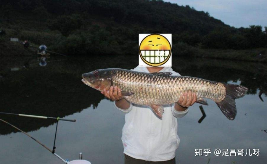 黃顙魚怎么釣_野釣黃顙魚_釣黃顙魚視頻
