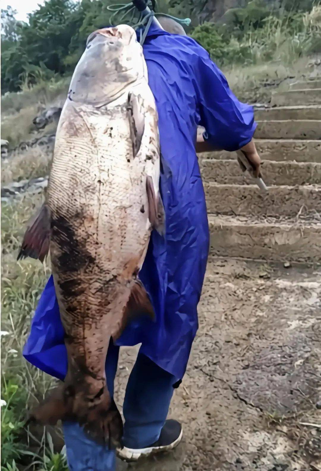 長江無魚之困_孔夫子無糧困陳蔡_長江無鱗魚