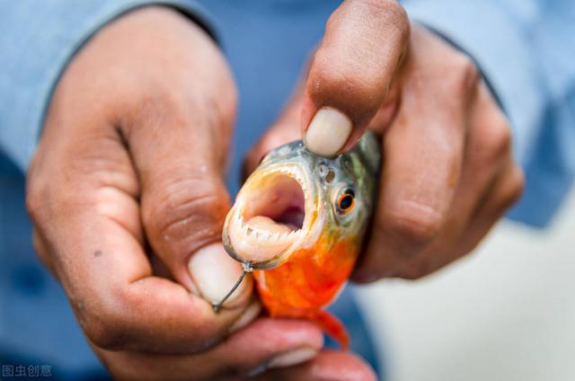 阿根廷食人魚_阿根廷人魚食物有哪些_阿根廷漁場