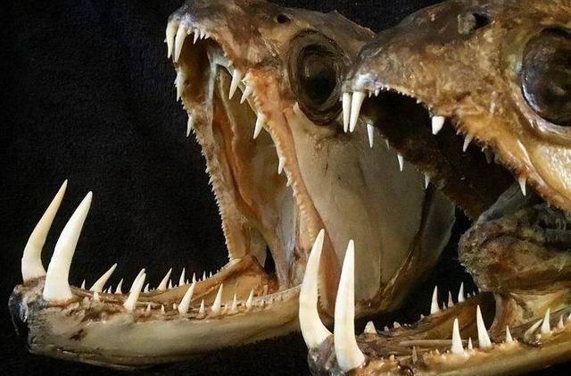 阿根廷漁場_阿根廷釣魚_阿根廷食人魚