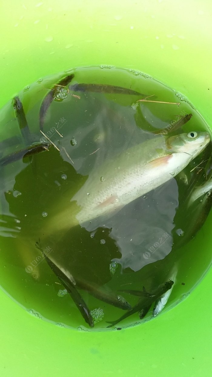 釣白條魚的最佳水深_白條魚怎么釣_釣白條魚調漂的正確方法