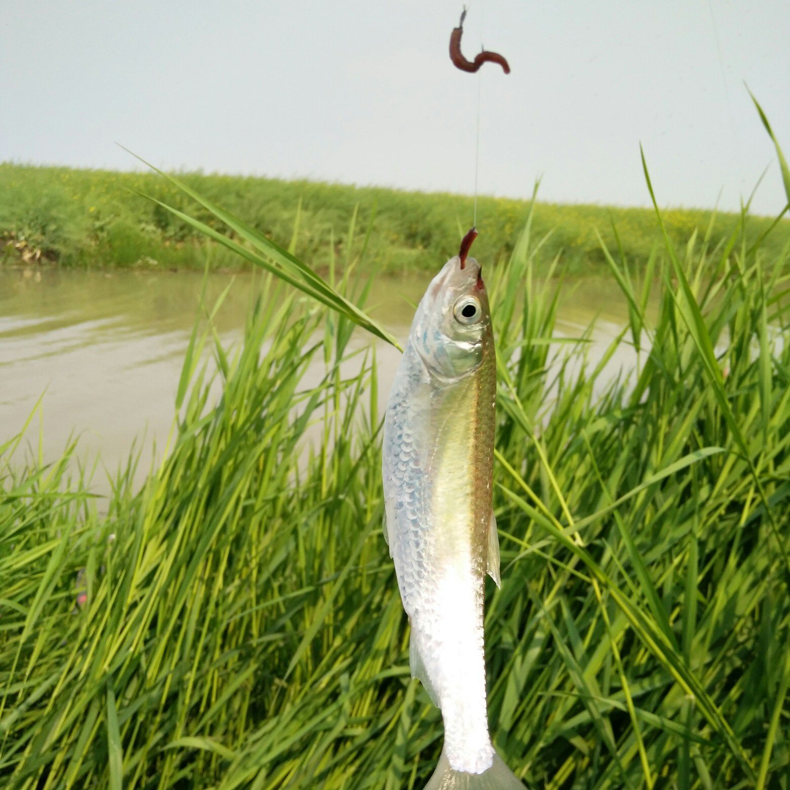釣白條魚的最佳水深_釣白條魚調漂的正確方法_白條魚怎么釣