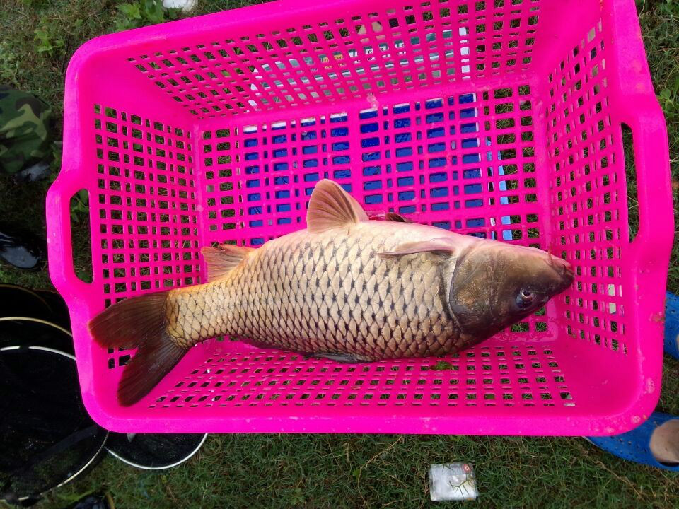 北京釣魚吧貼吧_北京釣魚網app下載_北京釣魚論壇
