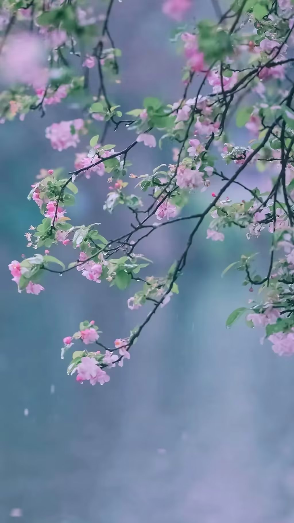 自由行走的花_《自由行走的花》_《自由行走的花》舞蹈