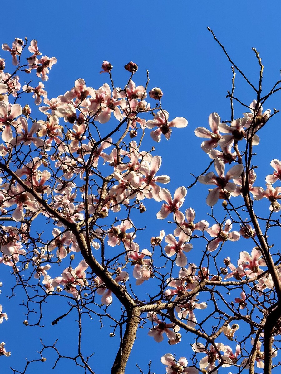 《自由行走的花》_自由行走的花_《自由行走的花》舞蹈