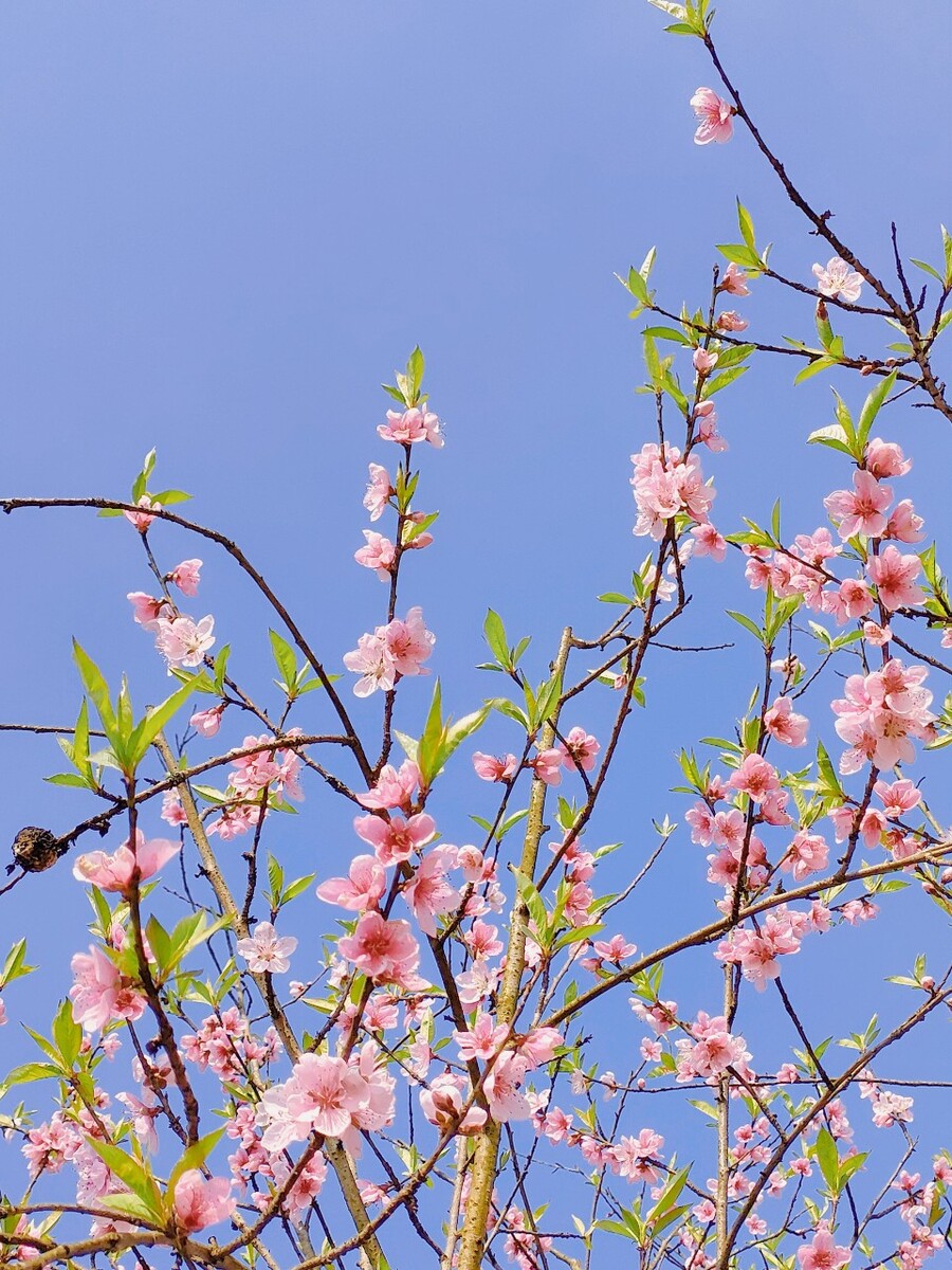 《自由行走的花》舞蹈_自由行走的花_《自由行走的花》