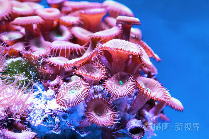 魚的圖片大全_魚大全大圖_魚大全圖片及名稱