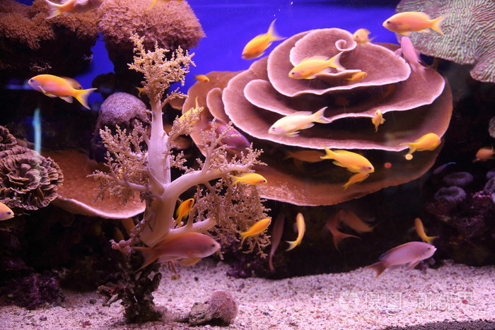 魚的圖片大全_魚大全圖片及名稱_魚大全大圖