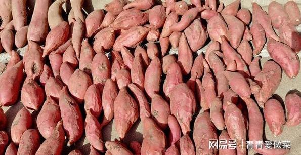 紅薯玉米怎么做鯉魚餌料_自制紅薯玉米面釣鯉魚餌料配方必看_玉米加紅薯釣鯉魚配方
