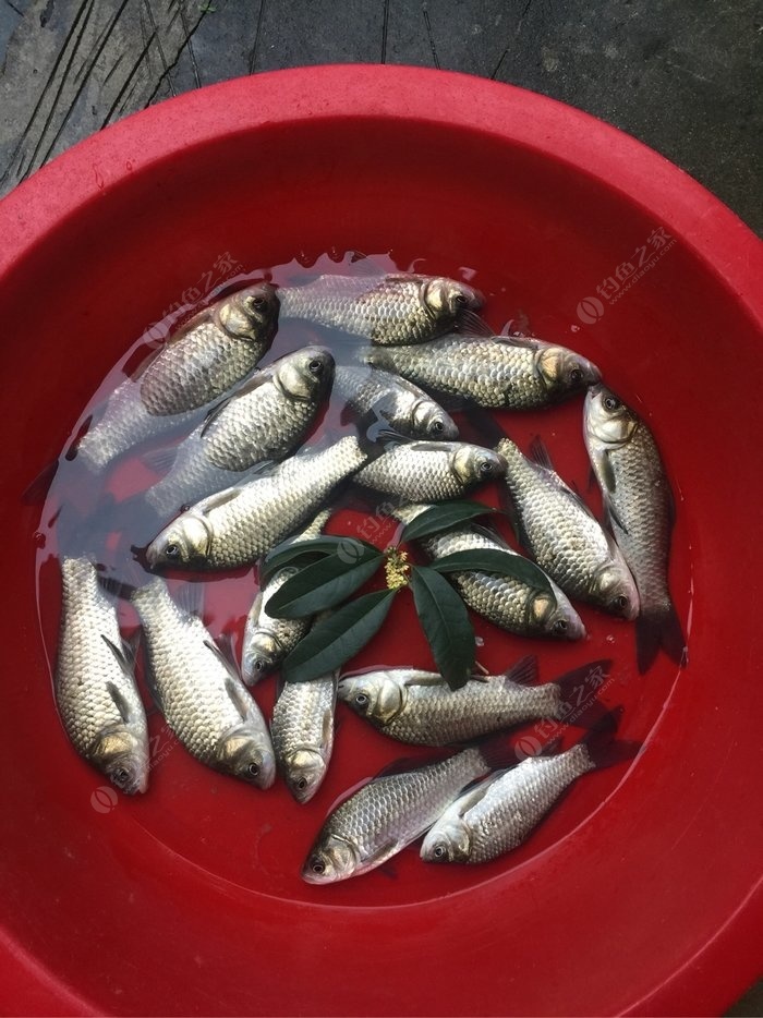 春天釣魚技巧_釣魚春天技巧圖解_釣魚春天技巧視頻教程