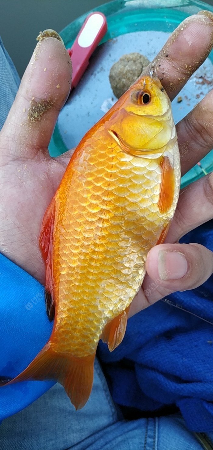 七月份野釣鯽魚技巧?_野釣鯽魚的季節_鯽魚技巧月份野釣怎么釣