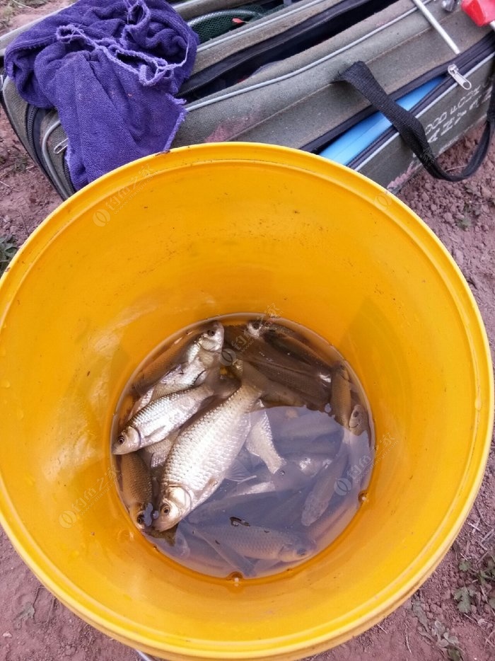 七月份野釣鯽魚技巧?_野釣鯽魚的季節_鯽魚技巧月份野釣怎么釣