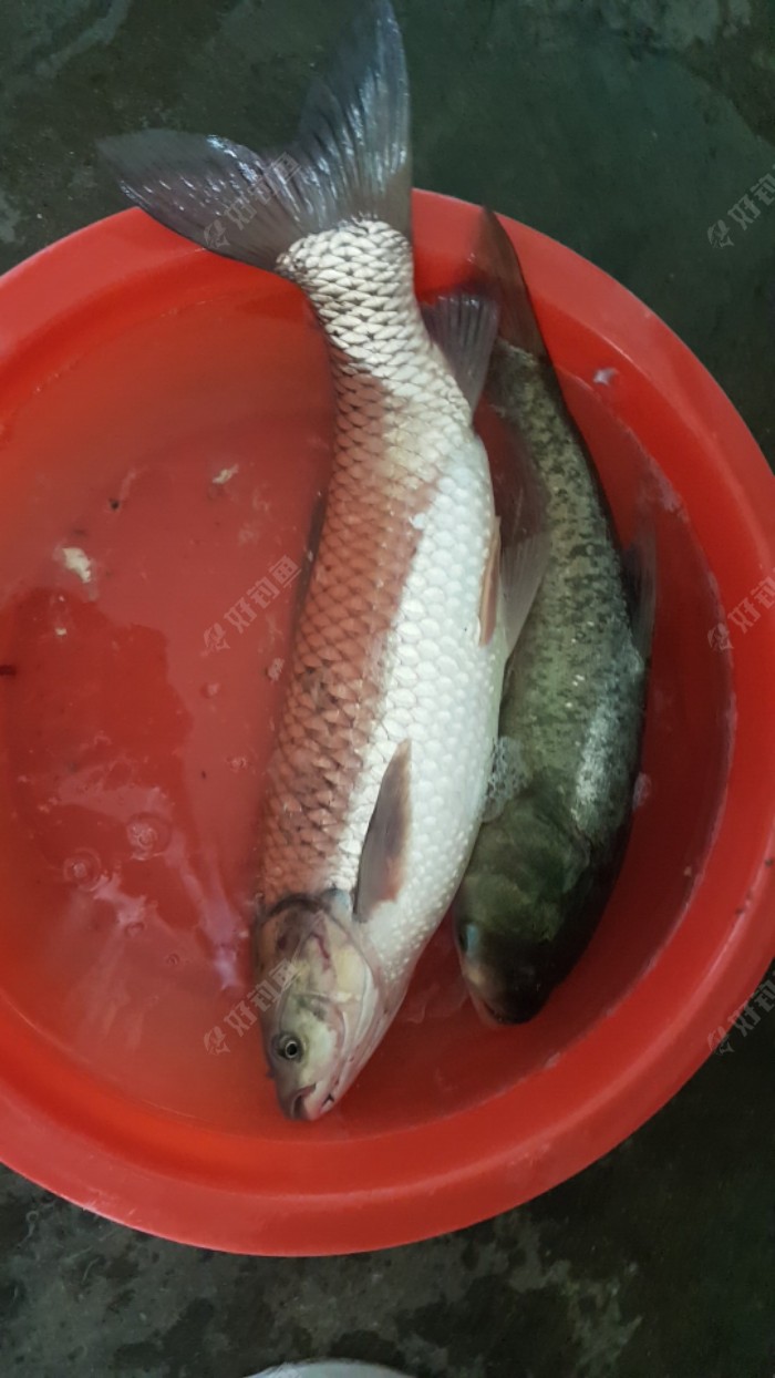 野釣鯽魚用什么餌料_野釣之家_野釣