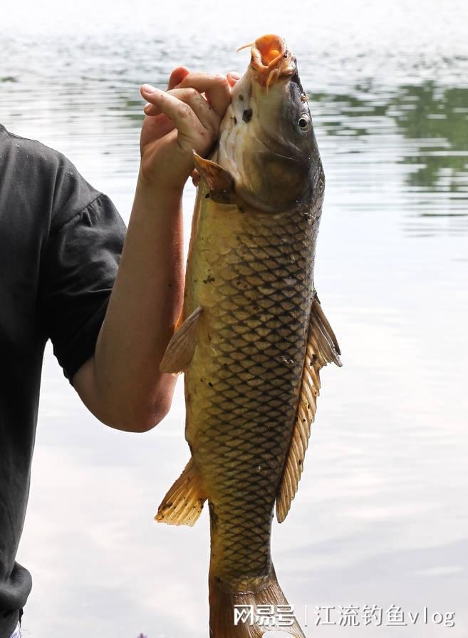 伊勢尼魚鉤型號對應魚大小_魚鉤大小對照表伊勢尼_伊勢尼魚鉤大小對照表
