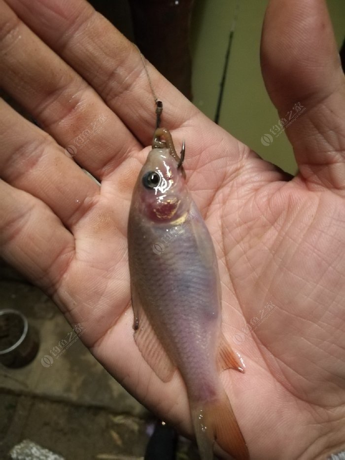 釣魚漲水好還是退水好_漲水好釣魚嗎_釣魚漲水怎么釣