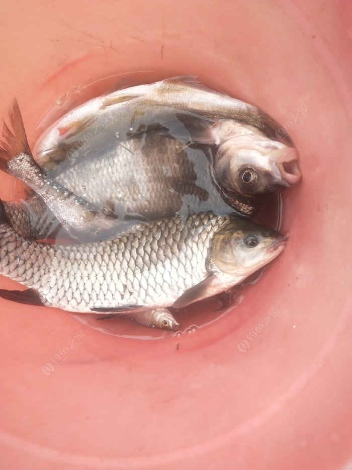 釣魚漲水怎么釣_釣魚漲水好還是退水好_漲水好釣魚嗎