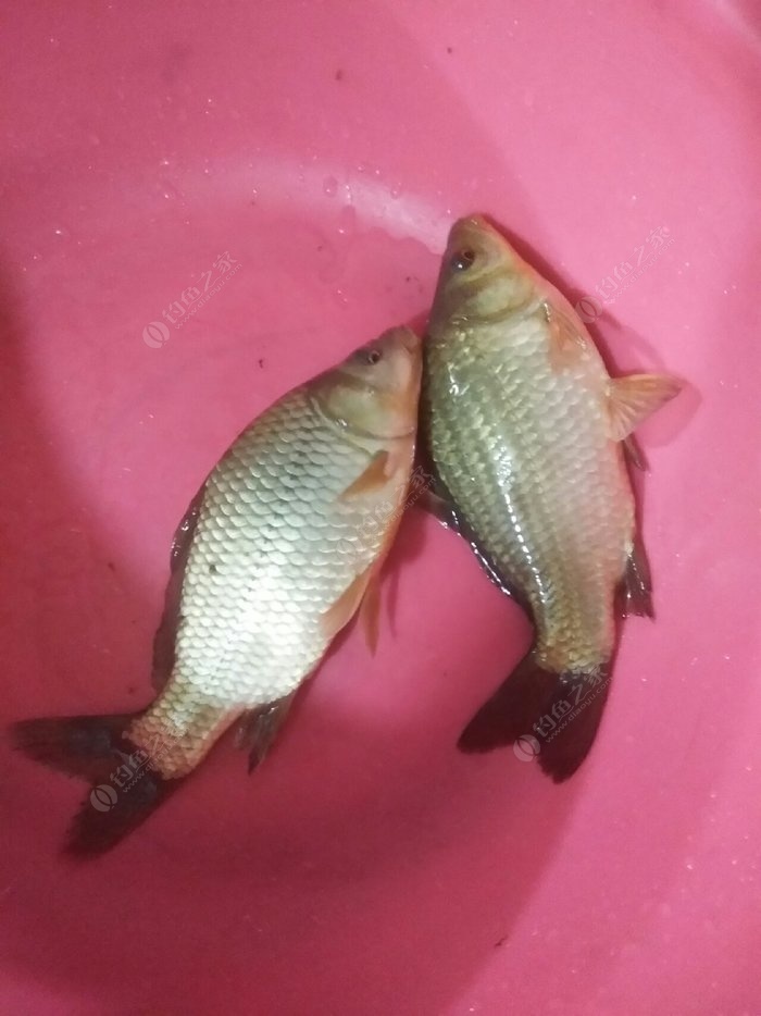 釣魚漲水好還是退水好_漲水好釣魚嗎_釣魚漲水怎么釣