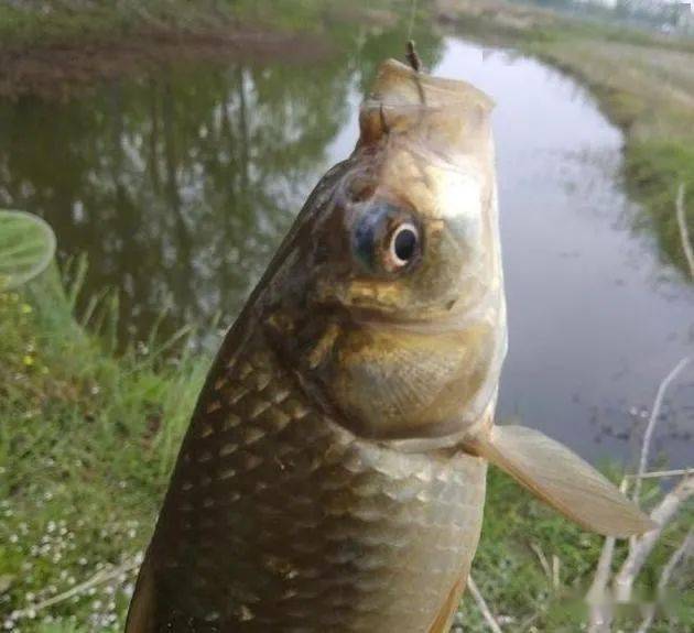 釣鯽魚釣位怎么選_釣鯽魚位野釣選擇什么餌料_野釣鯽魚如何選擇釣位