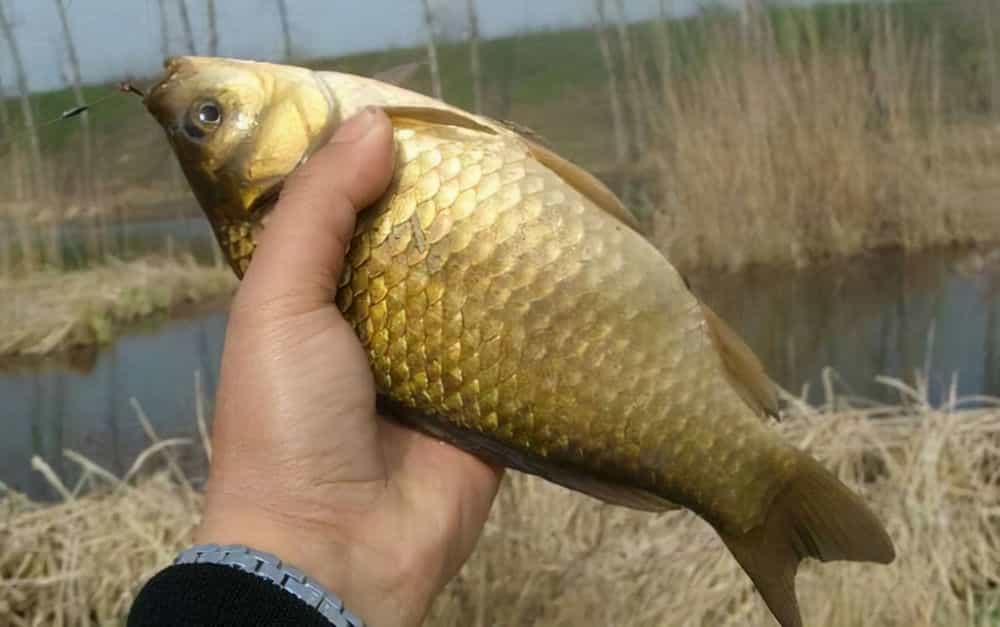 釣鯽魚位野釣選擇什么餌料_釣鯽魚釣位怎么選_野釣鯽魚如何選擇釣位