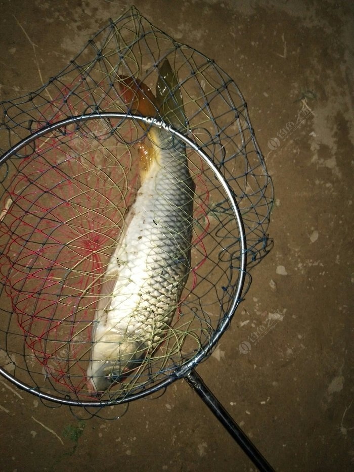 釣配方鯽魚餌料推薦_釣鯽魚餌料配方_釣配方鯽魚餌料有哪些