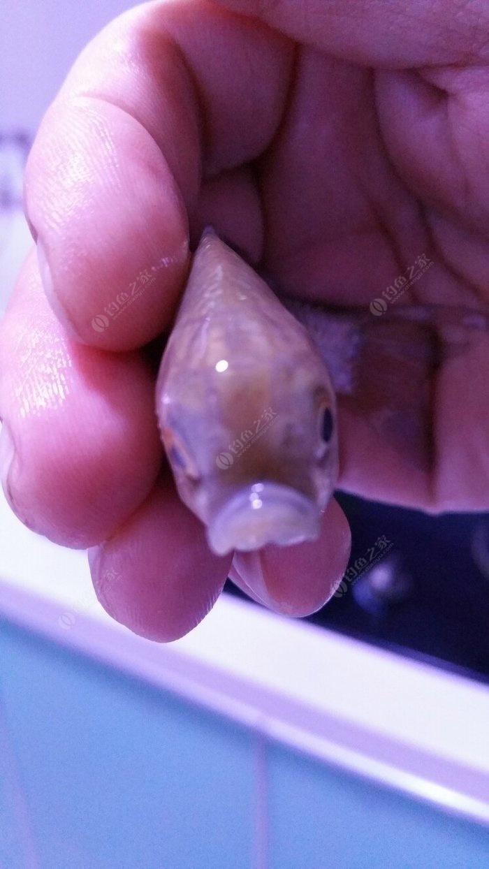 餌料釣鯽魚用什么鉤好_釣鯽魚用什么餌_釣鯽魚用魚餌