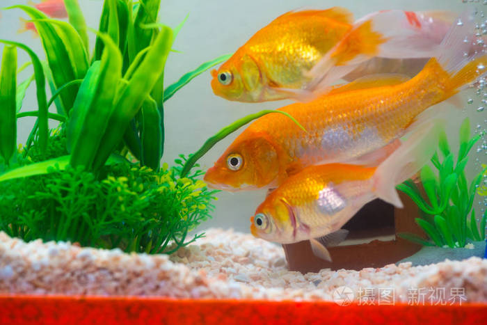 黑殼蝦吃什么食物_吃黑殼蝦的蝦_黑殼蝦吃底部霉變的魚食嗎