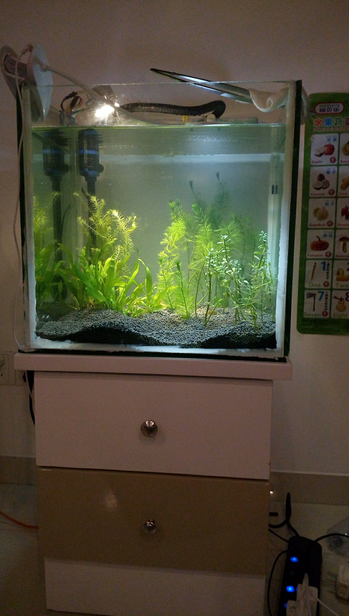 黑殼蝦吃什么食物_吃黑殼蝦的蝦_黑殼蝦吃底部霉變的魚食嗎