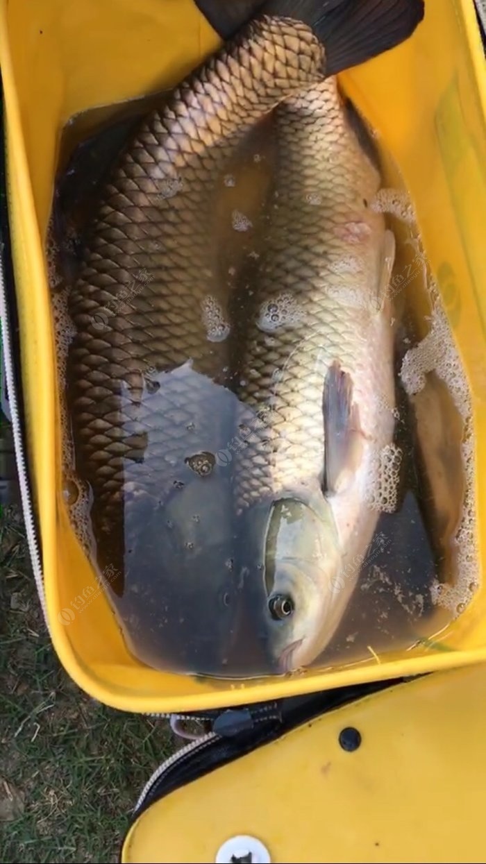 草魚釣浮釣底_請問釣草魚是底釣還是浮釣啊2米深的水釣多少_釣米請問底浮草魚水位多少