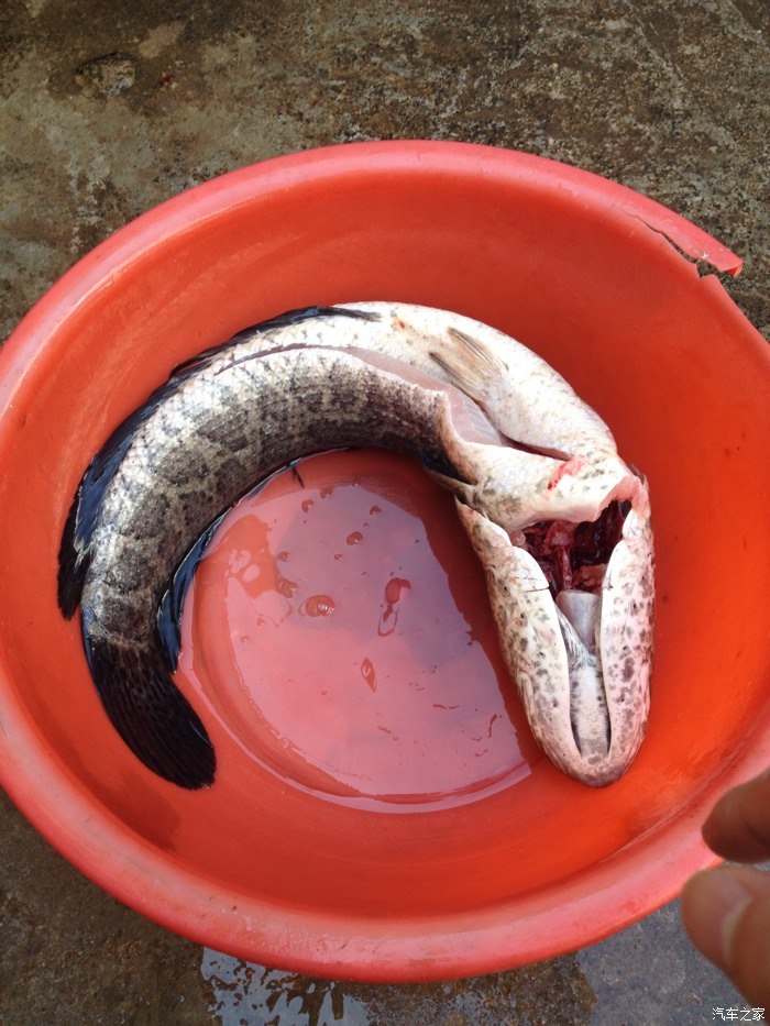 黑魚最臟的魚_黑魚是世界上最臟的魚嗎_臟魚黑魚世界上是海魚嗎