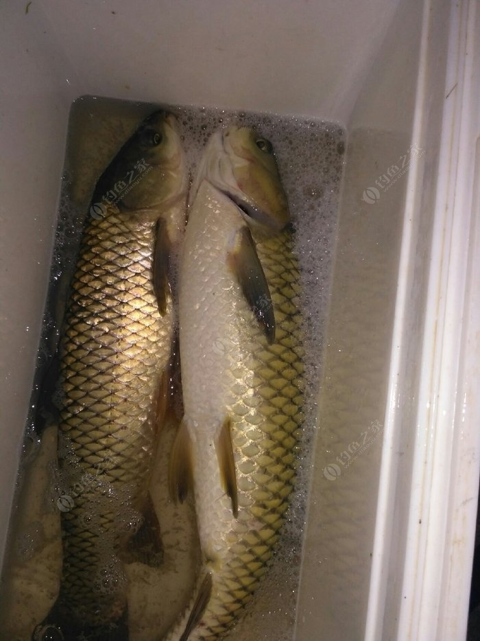 草魚餌料顆粒小_顆粒餌料草魚小魚好釣嗎_顆粒釣草魚釣底還是浮