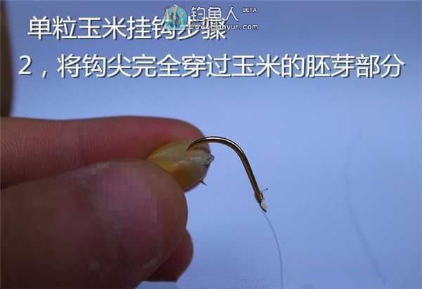 釣魚玉米怎么泡_釣魚玉米的泡制方法_玉米釣魚泡制方法