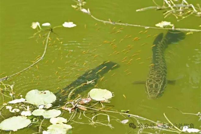 黑魚作釣最佳時間與釣法分享必看_黑魚釣法技巧_黑魚的釣法釣黑魚技巧視頻