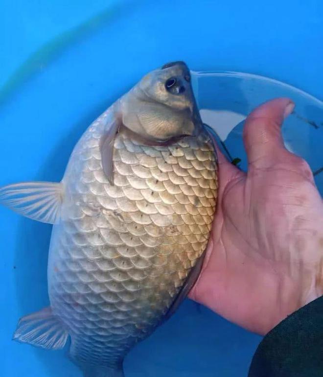 野釣水庫_水庫野釣鯉魚最佳調漂法_水庫野釣鯉魚用什么餌料好